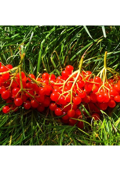 Tüplü Girabolu Fidanı Tüplü Gilaburu Fidanı Tüplü Gilaboru Fidanı