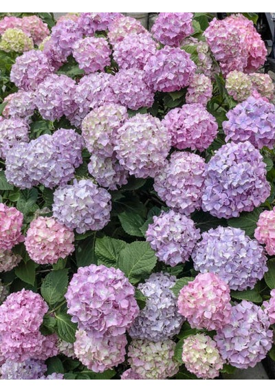 Videolu 1 Adet Mor Ortanca Çiçeği Fidanı 35-50 Cm Saksılı Çiçekli Bodur Bitkiler Hydrangea
