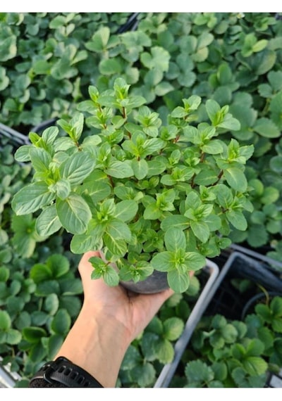 Kekik Nane Fidanı Ikili Set 10-20 Cm Richly Fragrant Thyme Mint Double Set