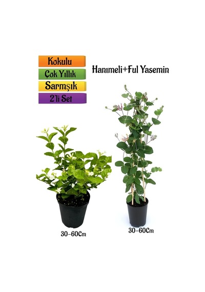 Kokulu Ful Yasemin+ Yoğun Kokulu Hanımeli Çiçeği Fidanı 2'li Bahçe Peyzaj Seti