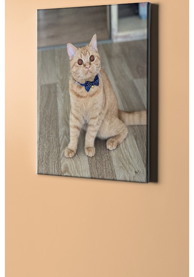 Webstyle Sayılarla Boyama Seti Kasnaklı Kedi Bakışlar 50x65 Cm