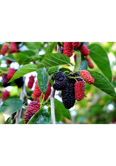 Siyah Bodur Dut Fidanı Mojo Berry 1-2 Yaş Tüplü