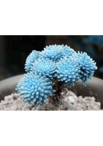 10 Adet Rare Succulent Lithop Tohumu