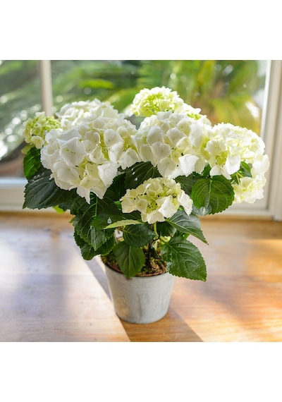 Ortanca – Hydrangea Macrophylla 20-40cm - Beyaz