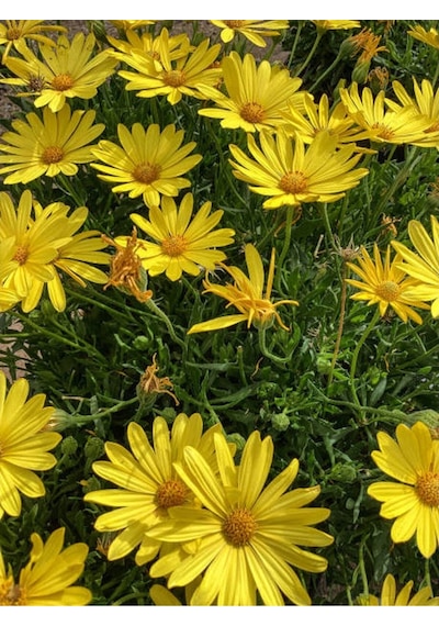 Çeşme Papatyası Sarı Renkli 20 40 Cm 1 Adet Saksılı Canlı Bitki Osteospermum