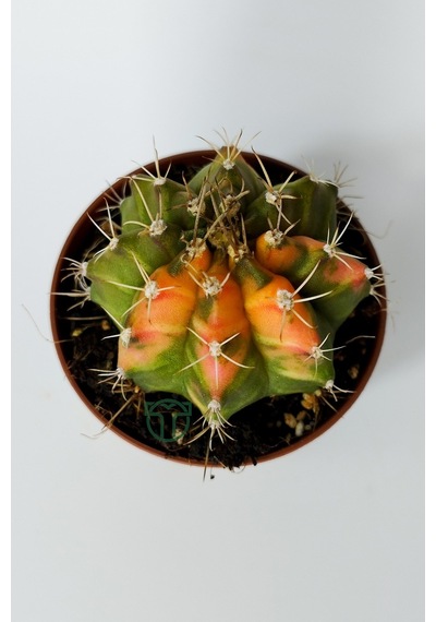 Gymnocalycium Mihanovichii Variegata Köklü Çok Renkli Küçük Boy K
