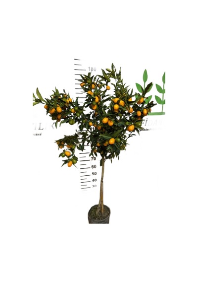 5 Yaş 150-200 Meyveli Saksıda Nagami Kamkat Fidanı 150-180 Cm