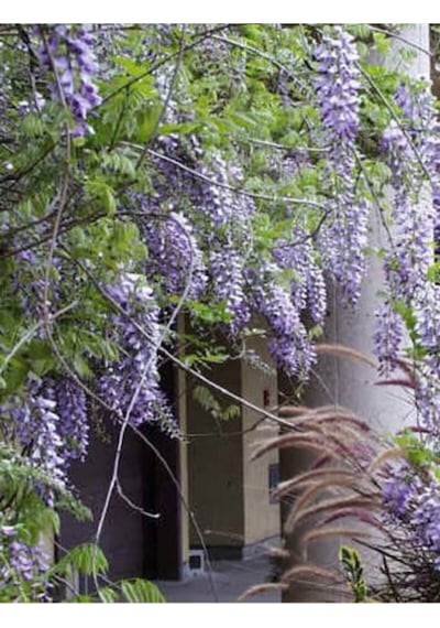 Mor Salkım 45-60 Saksılı/tüplü Dış Mekan Sarmaşık Bitkileri Wisteria