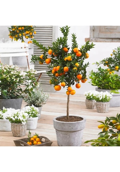 MANDALİNA FİDANI (Satsuma) 3 ADET - 3 YAŞ AŞILI ve TÜPLÜ 100-150