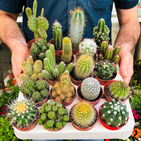 zeniekilik Kakts Seti 5 Adet Farkl Tr Dolgun Formlu Cactus eitleri  - OnuAl Fiyat Arivi