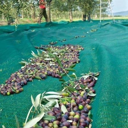 Morilu Yüzde 75'lik Gölgelik File Zeytin Toplama Filesi Sergenlik Zeytin Yaygısı Zeytin Toplama Örtüsü