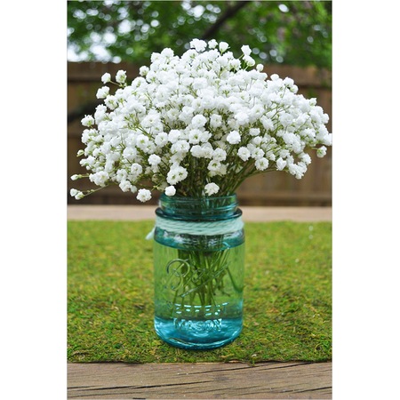 200 Baby S Breath Bebek Nefesi Cicegi Tohumu Fiyatlari Ve Ozellikleri