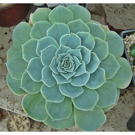 Echeveria Elegans Eceverya Saksi Guzeli Saksida Fiyatlari Ve Ozellikleri