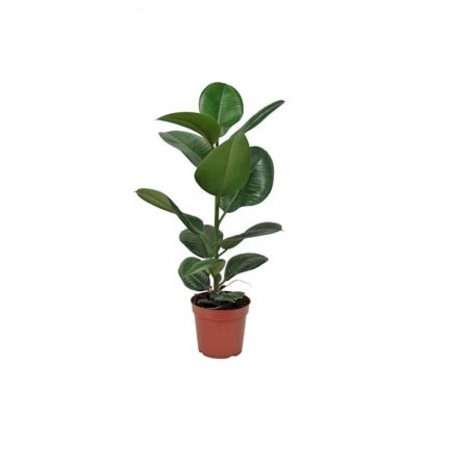 Ficus Elastica Kaucuk Fiyatlari Ve Ozellikleri