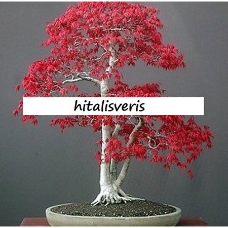 Amerikan Akcaagac Bonsai 5 Adet Tohum Fiyatlari Ve Ozellikleri