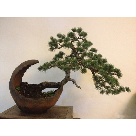 10 Adet Nadir Cam Agaci Bonsai Tohumu Gubresi Fiyatlari Ve Ozellikleri