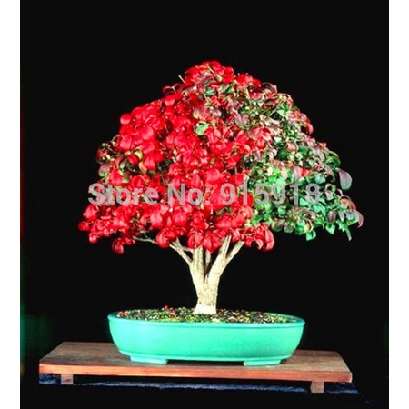 10 Adet 2 Renkli Euonymus Bonsai Tohumu Gubresi Fiyatlari Ve Ozellikleri