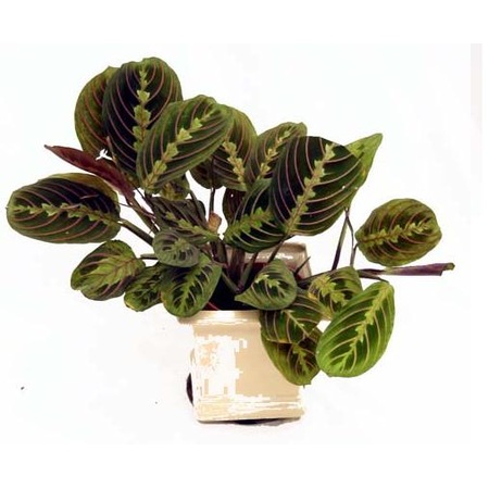 maranta tricolor dua cicegi fiyatlari ve ozellikleri