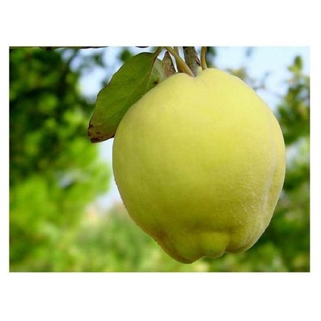 Cydonia Vulgaris Ege 22 Ayva Fidani Tuplu 2 Yasli Fiyatlari Ve Ozellikleri