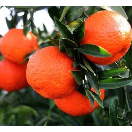 King Mandalina Fidani 120 Cm Saksida Fiyatlari Ve Ozellikleri