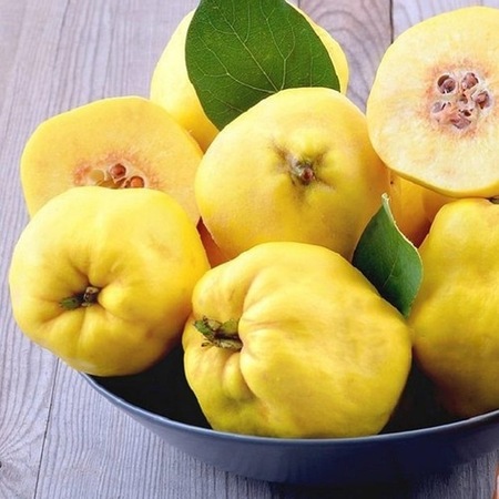 Uplu Asili Ekmek Ayva Fidani Fiyatlari Ve Ozellikleri