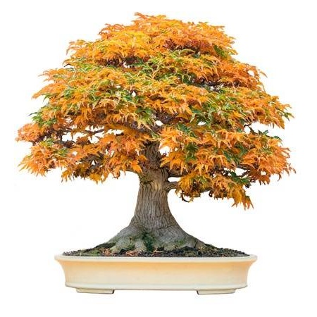 Trident Maple Akcaagac Bonsai Yapilabilir Agac Fiyatlari Ve Ozellikleri