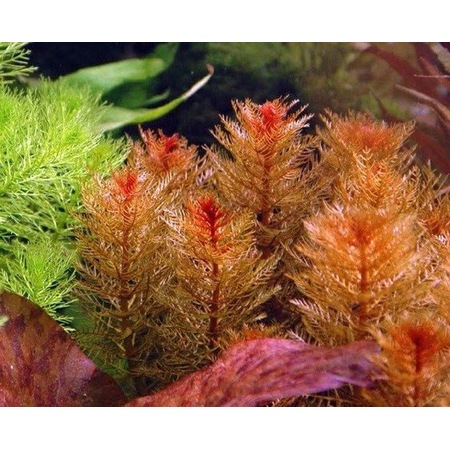 Myriophyllum tuberculatum 1 kök Akvaryum Bitkisi