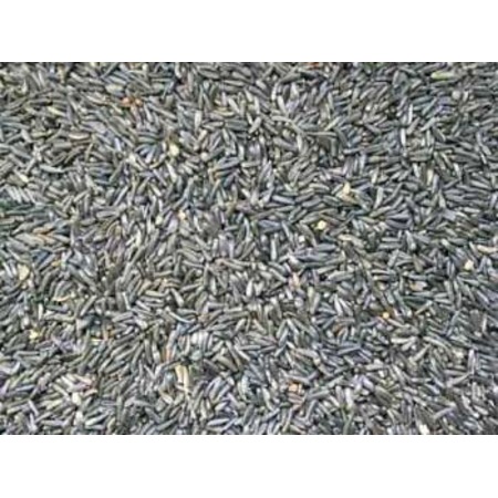 2kg Nijer Tohumu Yemlik Fiyatlari Ve Ozellikleri