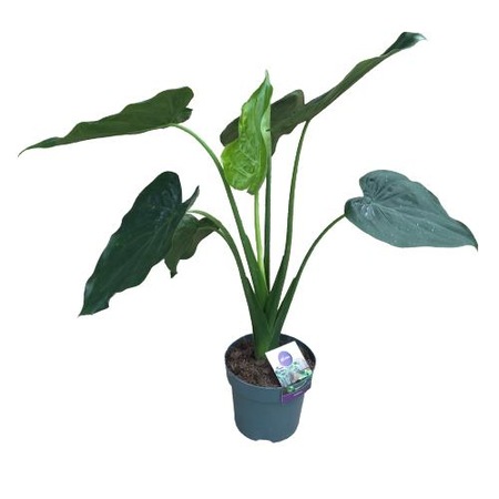 Alocasia Cucullata Fil Kulagi Bitkisi Fiyatlari Ve Ozellikleri