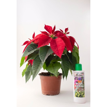 Ataturk Cicegi Poinsettia 40 50 Cm Bitki Besini Hediyeli Fiyatlari Ve Ozellikleri
