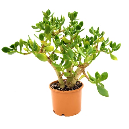 Crassula Ovata Bereket Cicegi Para Agaci Feng Shui 5 5 Cm Saksi Fiyatlari Ve Ozellikleri