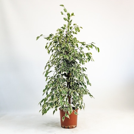 Ficus Starlight-Alacalı Benjamin Bitkisi 100-120 Cm