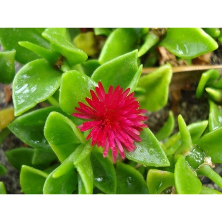 20 Adet Aptenia Cordifolia. Buz Çiçeği. Öğle Çiçeği