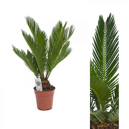 SİKAS - Cycas Revoluta -Japon sago palmiyesi 30-40 Cm