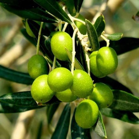 Arbequina Bodur Zeytin Fidani Nedim Fidancilik Zeytin Meyve Fidanlari