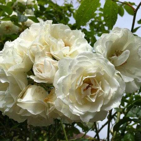 Rosanna Kokulu Sarmasik Gul Fidani 85 71 Tl
