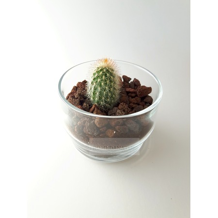 Hediye Kaktüs, Sukulent Bitki Dizaynı, Cam Fanus Salon ...