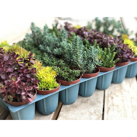 Toptan Sukulent Sedum Karışık Paket