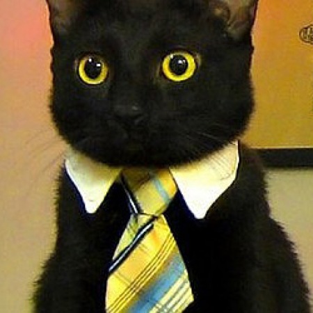 Kedi Kravatı