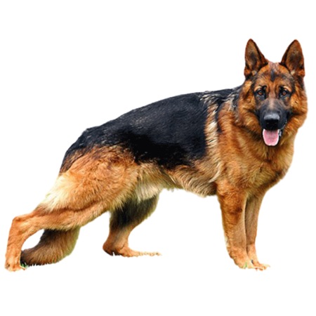 Alman Kurdu Kuafor Hizmeti Fiyatlari Ve Ozellikleri