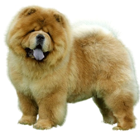 chow chow playing
