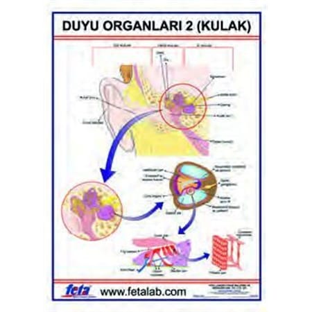 Duyu Organ Kirtasiye Ofis N11 Com