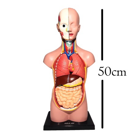 Organ Kirtasiye Ofis N11 Com