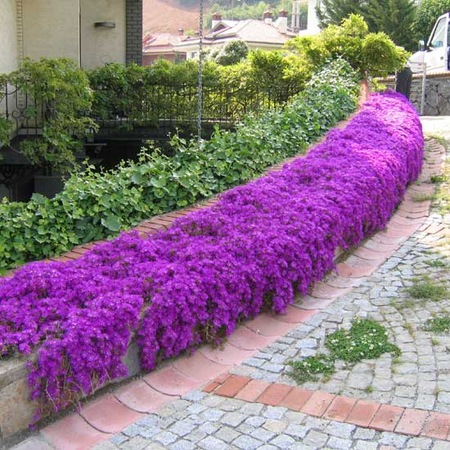 Acem Halisi Cicegi Fidesi Mesembryanthemum Floribundum 5 90 Tl