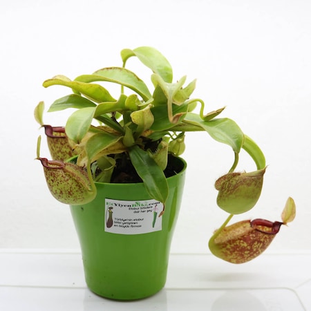 Nepenthes Hookeriana Su İbriği Şişman İbirkli Canlı SaksıdaDikili Fiyatları  ve Özellikleri