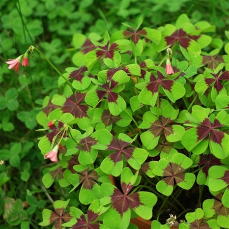 Oxalis tetraphylla Dört yapraklı Süs yoncası fidesi 0-20cm