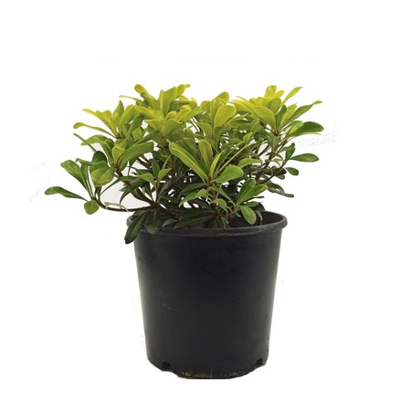 Callistemon Laevis Firca Calisi 100 Cm Saksida Fidan Satisi Fide Satisi Internetten Fidan Siparisi Bodur Asili Sertifikali Meyve Fidani Sus Bitkileri