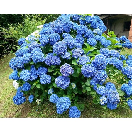 Plantistanbul  Mavi Ortanca, 40-60 cm, İTHAL, Saksıda
