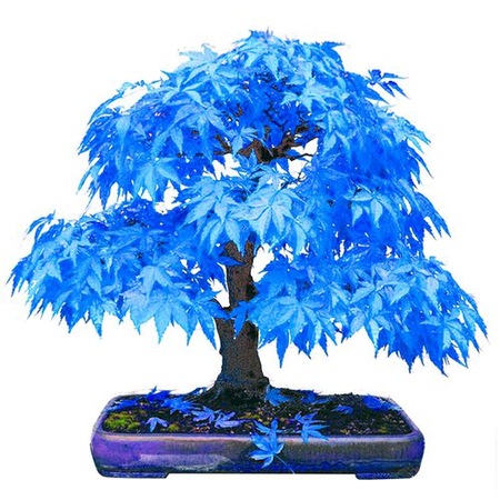 Ficus Bonsai Saksida Fidan Satisi Fide Satisi Internetten Fidan Siparisi Bodur Asili Sertifikali Meyve Fidani Sus Bitkileri