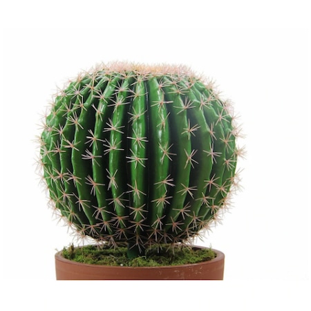 Kaktus Cesitleri Kaktus Cicegi Fiyatlari N11 Com